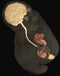 central nervous system (26k jpg)